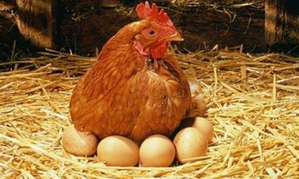 ΗΠΑ: Στα ύψη η τιμή των αυγών λόγω της... γρίπης των πτηνών!